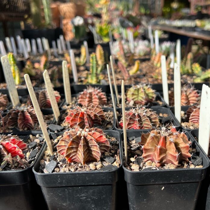 Centerminas Expo recebe a 6ª ExpoBH Cactos e Suculentas