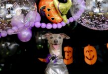 Halloween no Estação BH: crianças e pets se reúnem para uma festa assustadoramente divertida.