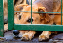 ‘Dezembro Verde’ contra abandono e ‘Dia dos Direitos dos Animais’: a população sabe reconhecer abusos?