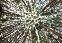 AMIF apoia a primeira Expo Minas Florestal em Minas Gerais