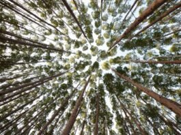 AMIF apoia a primeira Expo Minas Florestal em Minas Gerais