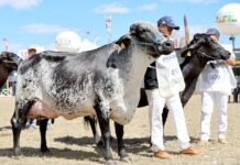 Expomontes 2026 promete movimentar o agronegócio e fortalecer a economia de Minas Gerais