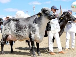 Expomontes 2026 promete movimentar o agronegócio e fortalecer a economia de Minas Gerais