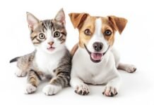 Shopping Del Rey promove evento de adoção de pets neste sábado (30) em celebração ao mês das Mães