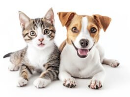 Shopping Del Rey promove evento de adoção de pets neste sábado (30) em celebração ao mês das Mães