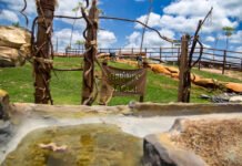Um pedaço da savana em Minas Gerais: Parque do Avestruz inaugura safári com 24 animais mecatrônicos e experiências imersivas inéditas no Estado